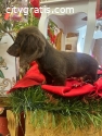 Long-haired mini dachshund puppies