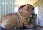 Lovely  English Bulldog Pups Available