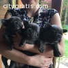 lovely french bull dog puppies for homes