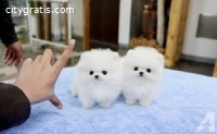 Lovely Pomeranian puppies for your home