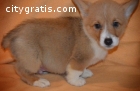 loweqw pembroke welsh corgi puppies