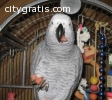 male and female African gray parrots for