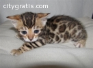 Male and Female Bengal Kittens For Sale