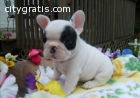 male and female French Bulldog Puppies