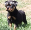 Male and Female German Rottweiler Puppie