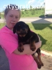 male and female rottweiler puppies avail