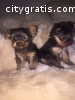 Male And Female Yorkie Puppies