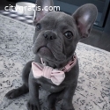 Male French Bulldog puppy