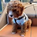 Male ( Jacque ) Toy Poodle Puppy For New