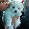 maltese pupfor rehoming