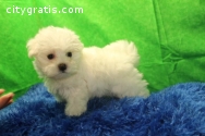 Maltese puppies available!