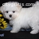 maltese puppies for sale