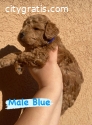 Miniature poodle puppies