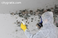 Mold Remediation Services For Your Home