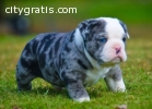 New Litter- Ultimate English Bulldogs PU