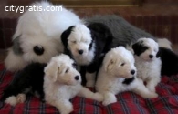 Old English Sheepdog puppies for sale