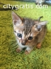 Outstanding Bengal Babies Available To R