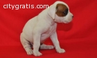 Pedigree Boxer Puppys