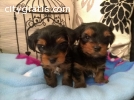 Pedigree Yorkshire Terrier Puppies