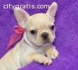 perfect female french bulldog for you a