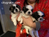 Perfect two Adorable Teacup Shih Tzu Shi