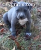 Pitbull Puppy For Adoption 13 Weeks Old