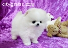 Pomeranian Puppies Available