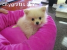 Pomeranian Puppies For good homes