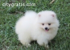 pomeranian puppies for sale