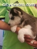 Pomsky and Siberian Husky Puppies