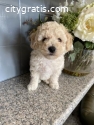 Poodle Puppies Available