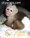 Precious female baby Capuchin monkey ava