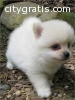 Precious purebred Female teacup Pomerani