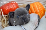 Pure Blue French Bulldog Pups Text Us At