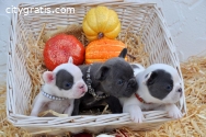 Pure Blue French Bulldog Pups Text Us At