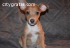 Pure  Rat Terrier Puppies for sale