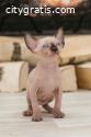 Purebred sphynx kittens available