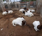 Quality Boer Goat