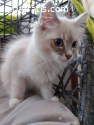 Ragdoll Kittens For Sale