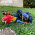 RED AND BLUE  MACAW PARROTS FOR SALE.