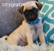 ** REDUCED **Beautiful Pug puppies for s