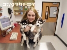 Registered Siberian Husky Puppies for Ad