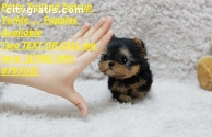 Rehoming my yorkies terrier puppies male