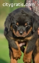 Rottweiler puppies