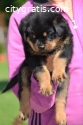 Rottweiler puppies