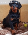 Rottweiler puppies