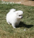 Samoyed puppies for sale