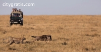 @Serengeti Western Corridor Safari