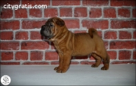 Shar Pei litter