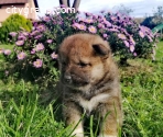 Shiba Inu, male puppies